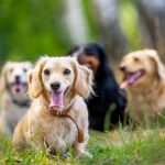 Co geny mogą powiedzieć o Twoim psie: znaczenie badania profilu DNA psa/suki