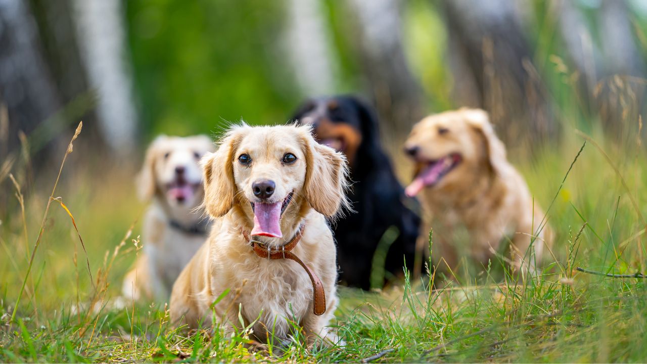 Co geny mogą powiedzieć o Twoim psie: znaczenie badania profilu DNA psa/suki