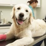 Znaczenie ortopedii dla zdrowia i dobrej kondycji zwierząt domowych