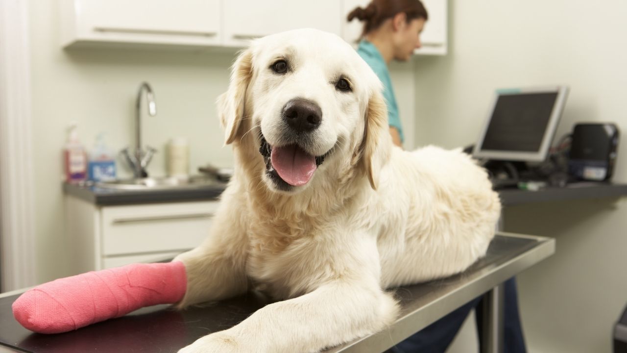 Znaczenie ortopedii dla zdrowia i dobrej kondycji zwierząt domowych