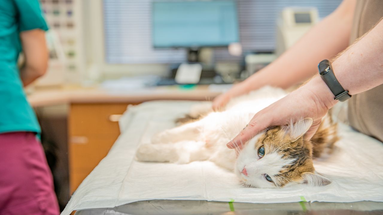 Najczęstsze zabiegi chirurgii weterynaryjnej u zwierząt domowych