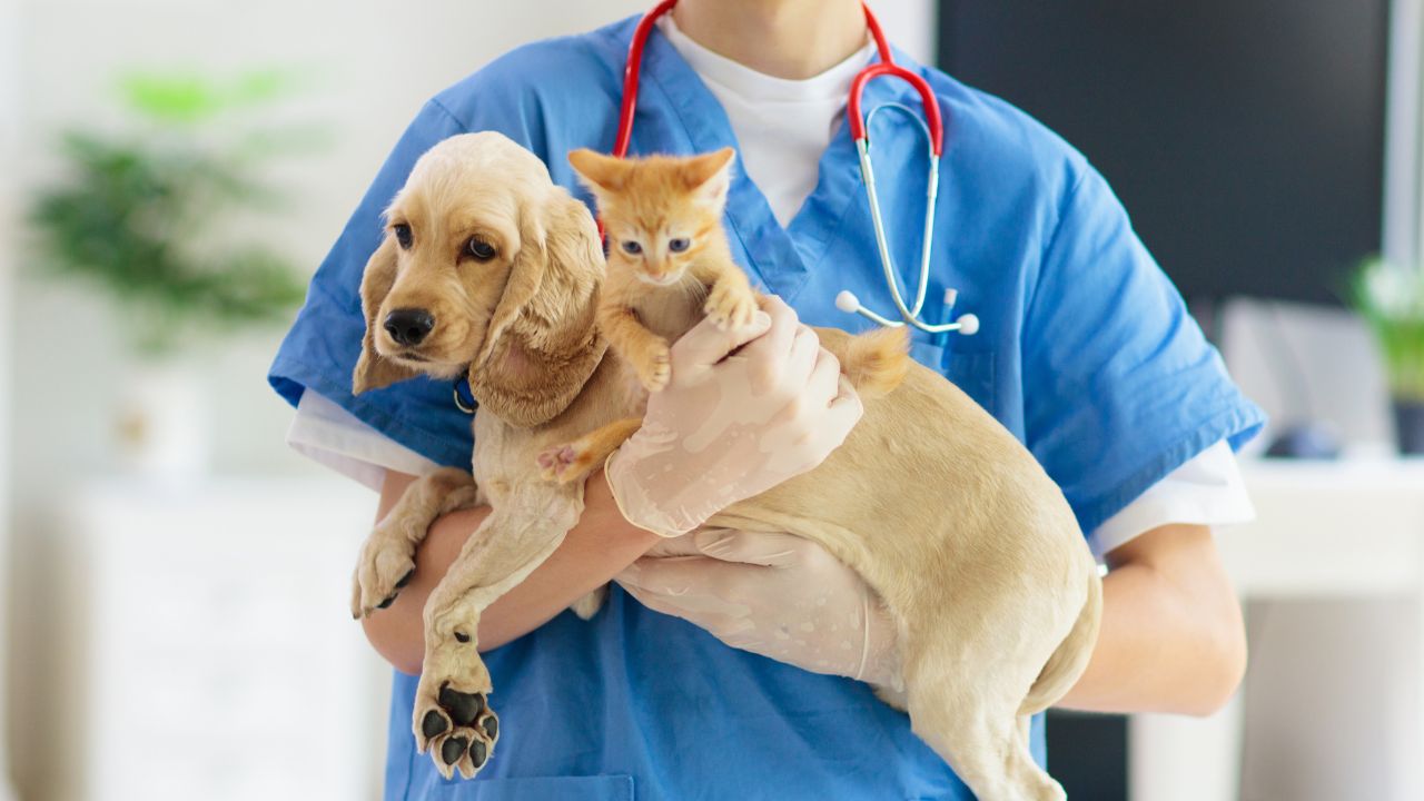 Jakie szczepienia powinny otrzymać nasze psy i koty?